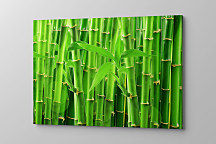 Zelený obraz Bambus zs1162